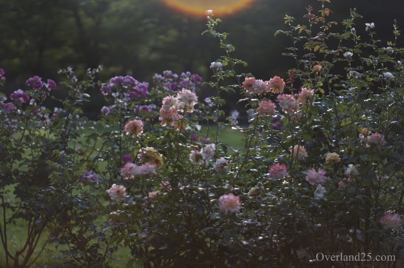 在庫一掃 Super Takumar 55mm F1.8 SONY Eマウントアダプター付